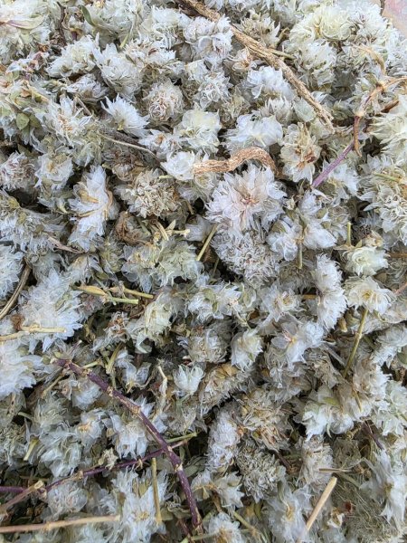 رجل الحمامه