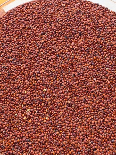 بذور الكينوا