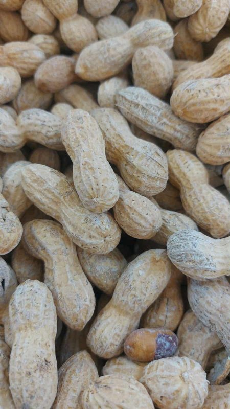 فستق مع قشر